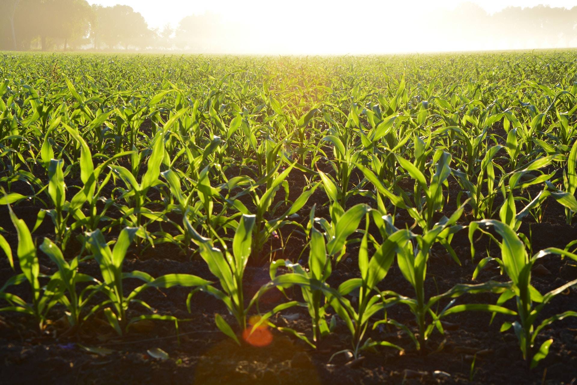 Read more about the article AGRICULTURE, ANIMAL HEALTH AND LANDSCAPING DIVISION