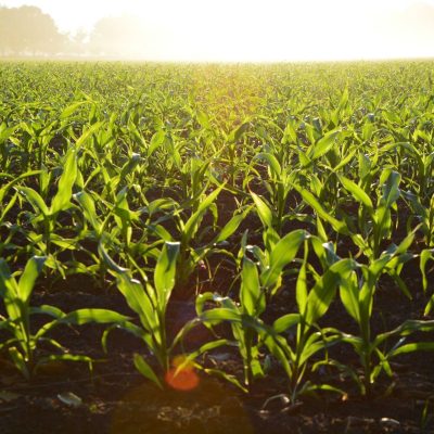 corn-96715